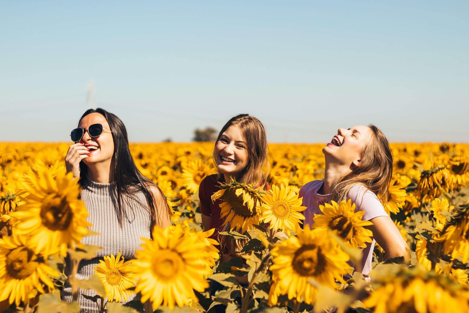 three women laughing in sunflower field